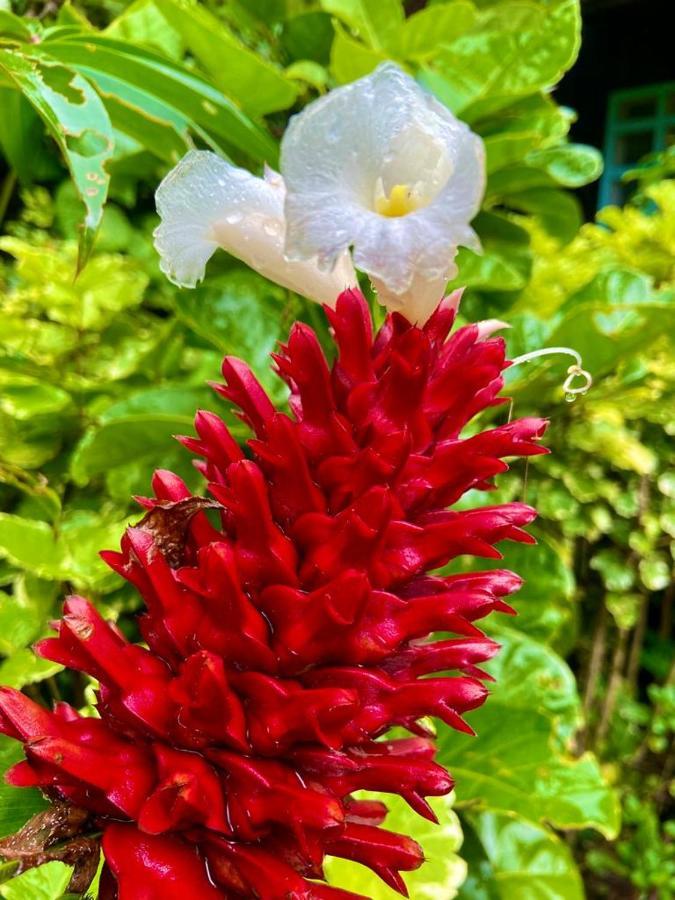 Puerto Nariño Flor De La Selva 아파트 외부 사진